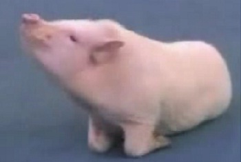 ɰСǿ̨ 