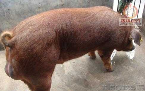 防止公猪自淫恶癖的管理方法