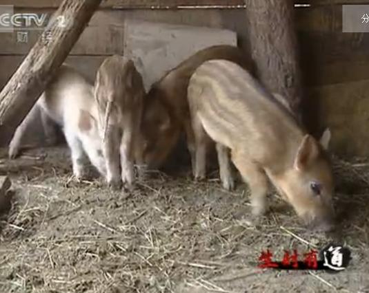 伊春养野猪大户的致富梦 