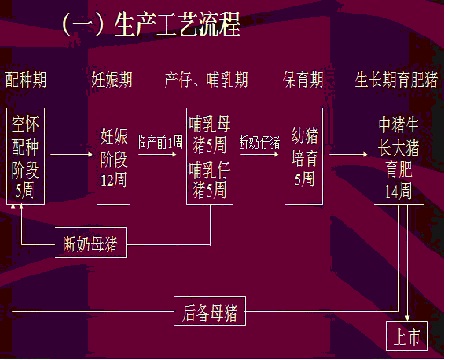 大型猪场的管理方案 