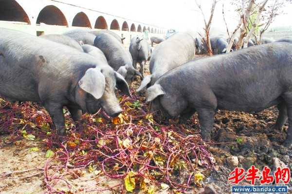 黑猪与吃复合饲料的白猪不同 ,吃的是玉米,豆粕和地瓜秧 .