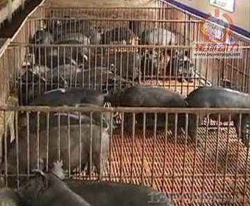 江苏苏淮猪