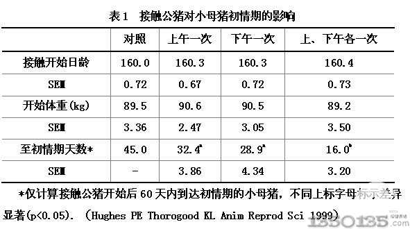 接触公猪对小母猪初情期的影响