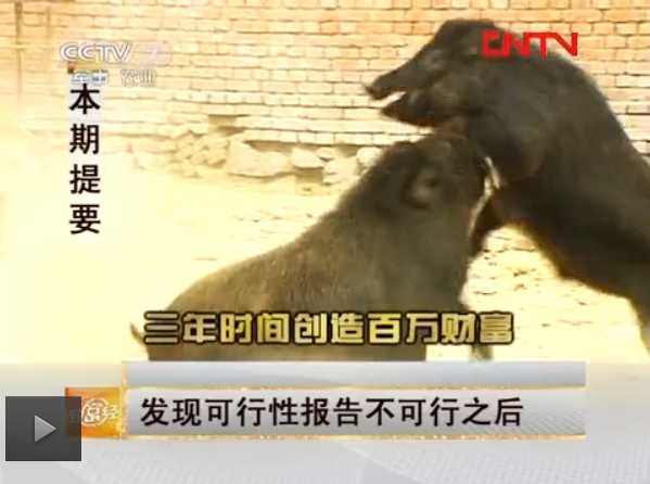 【致富经】发现养野猪的可行性之后 