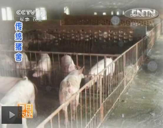 【每日农经】大棚养出招牌猪 