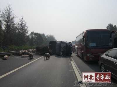 运猪车高速路侧翻