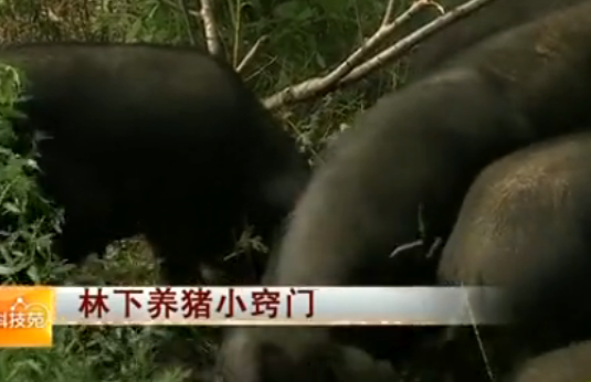 树林底下养猪的小窍门 