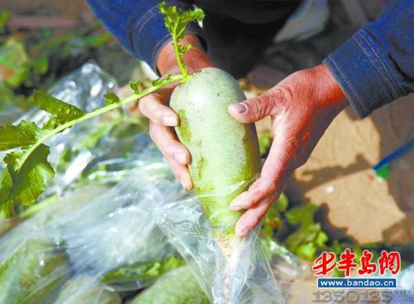 新鲜的水果萝卜个头大、水分足