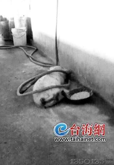 工业废水污染猪只死亡