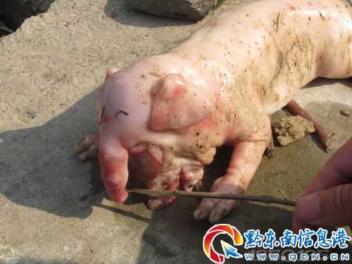 母猪产下的小象正面照