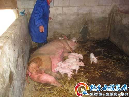 产下“小象”的母猪


