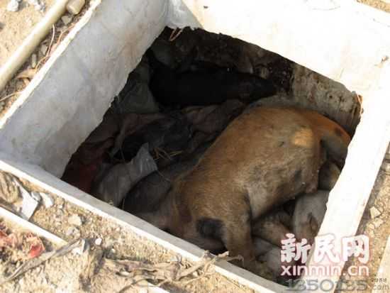 病死畜禽无害化处理池”内已经堆满了死猪