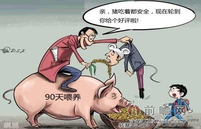 猪吃转基因玉米安全?