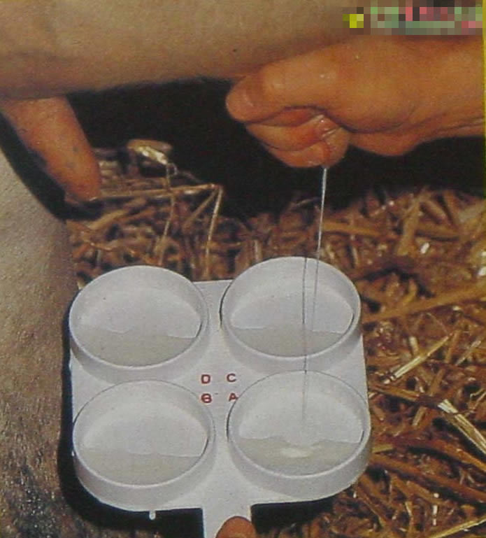 ģţ鷿׿
