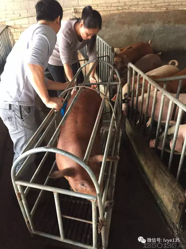 204斤猪杀出了165斤肉，连屠宰师傅都叫绝！