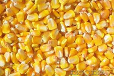 大势已去，近期玉米价格很难再继续上涨！
