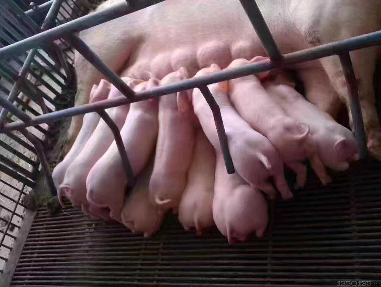 @ӣĸi鷿qƤiaҲQ