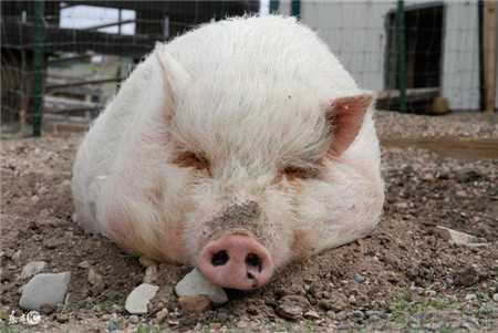 春季冷热交替，养猪请注意，预防是重点！！！