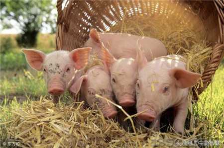 了解猪日粮中脂肪的价值，对养猪有大帮助！