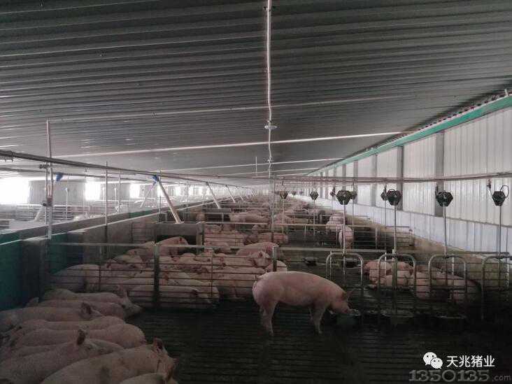 千头法系“洋猪”定居黑龙江过中国年