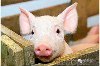 小猪首次打猪瘟疫苗什么时间最好？