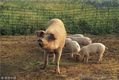 母猪窝产8头，生猪6个月200斤的养殖户，注意这三个点能改善！