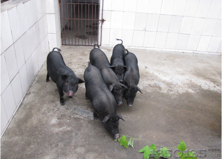 母猪不超过350头，试试三周批次生产饲养管理？
