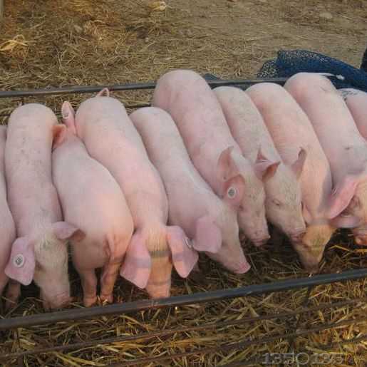 农村20头母猪 自繁自养一年可以赚多少钱？