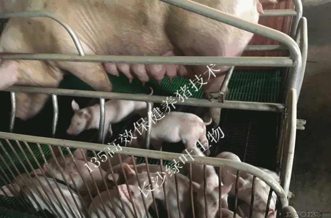 现阶段生猪养殖如何不亏略盈？