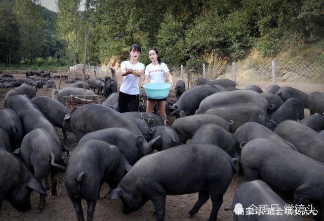 美女姐妹养猪经常被表白：要求能扛得动半头猪