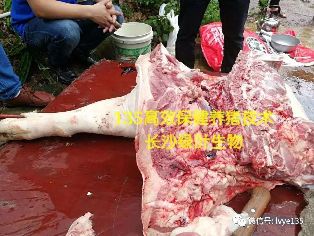 什么样的猪肉竟让收猪老板现场承诺每斤比市场价格高5毛！？