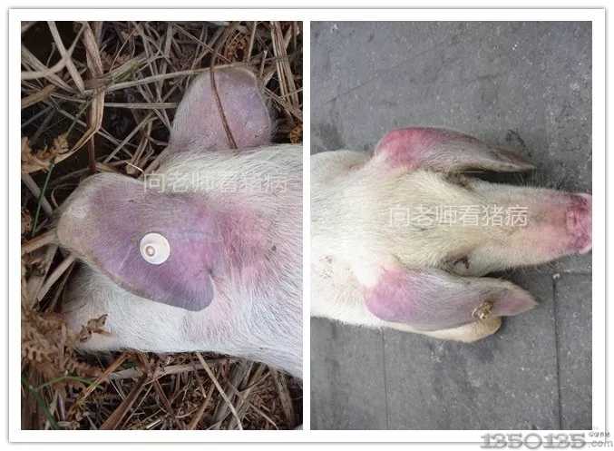 向老师看猪病 3期 ▏蓝耳病的综合治疗