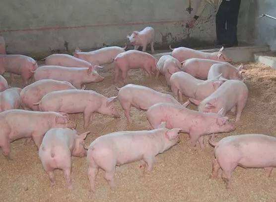 如何防控“猪传染性胃肠炎”和“猪流行性腹泻”？