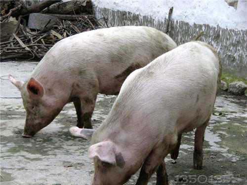 如何判断自己的猪寄生虫感染是否严重？