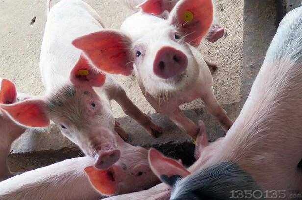 三问农业农村部：我国生猪生产恢复好于预期猪价稳中有落不再大涨