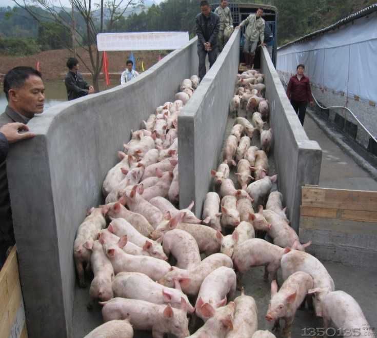 猪肉价格连续8周回落 四季度走势将作何发展