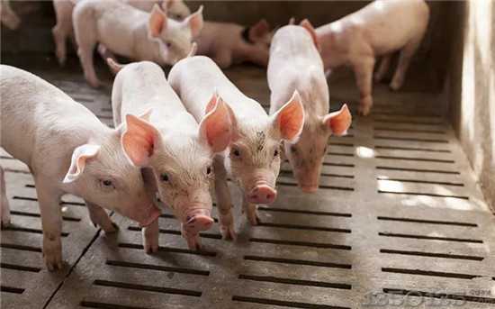 11月12日猪价下降，猪肉价格会跌成“白菜价”吗？为什么？