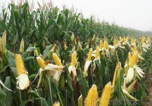 玉米价格上涨会是空欢喜吗？