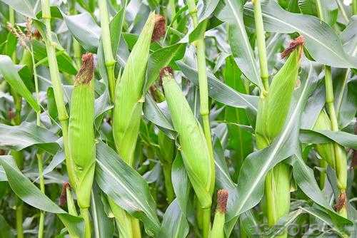 玉米价格还在涨，贸易商囤粮多，小心被调控！
