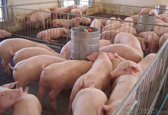 猪价“5连涨”，未来的猪市会是如何呢？上涨，还是下跌？