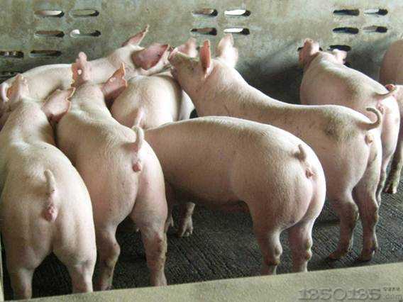 猪价大范围上涨，局地涨跌达到1.1元/公斤！