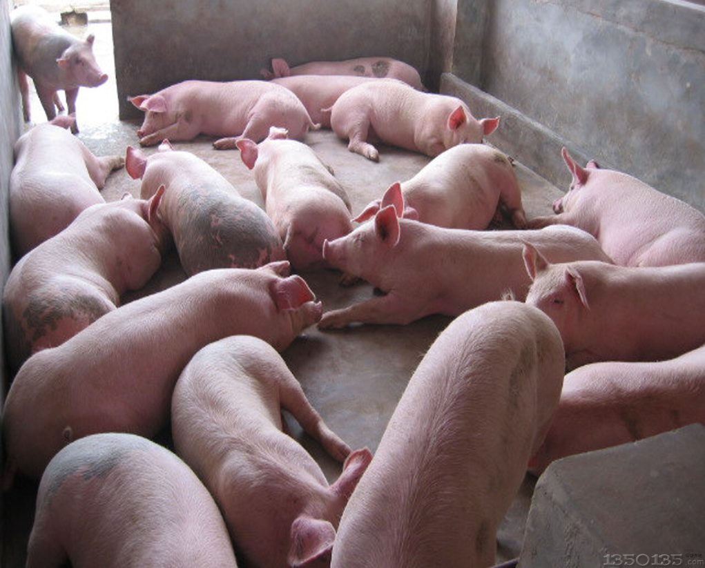 元宵节猪价提振有限，猪源趋紧支撑二季度猪市回暖