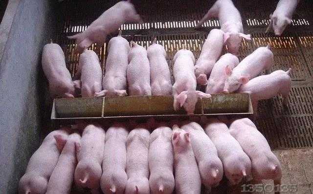 农业农村部：推进生猪产业转型升级，养殖、屠宰、冷链物流等成为主要内容