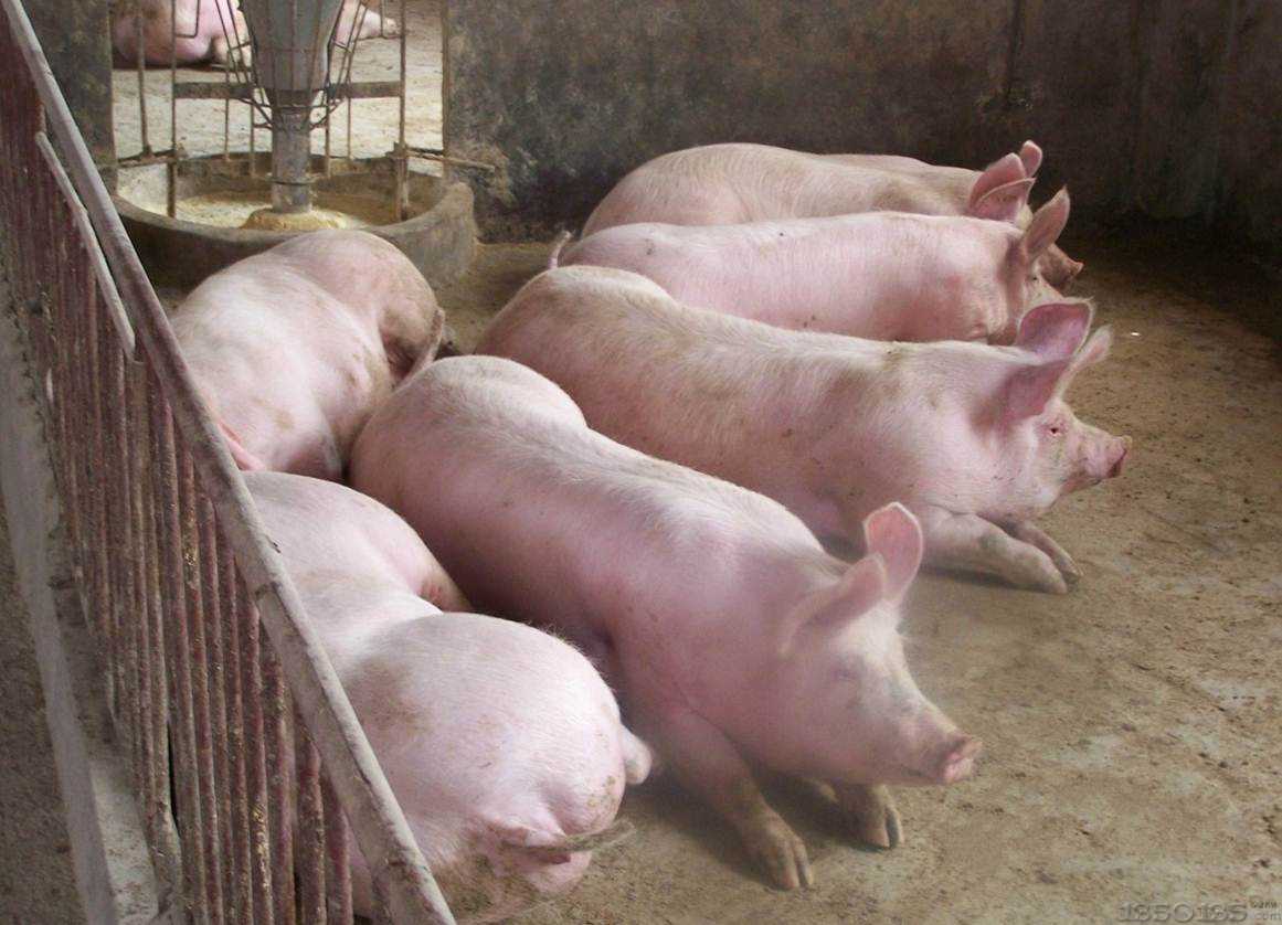 夏季猪不吃食的原因分析及解决方法