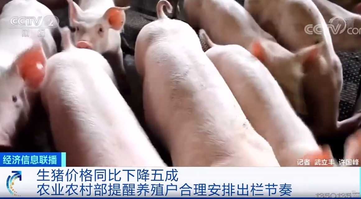 央视财经：猪价降5成，下跌原因是？养殖户如何应对？