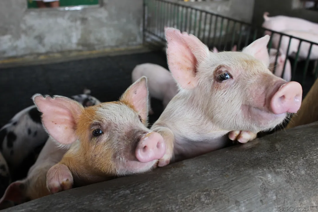 猪价年内已跌逾六成， 双节临近或有适度回涨机会