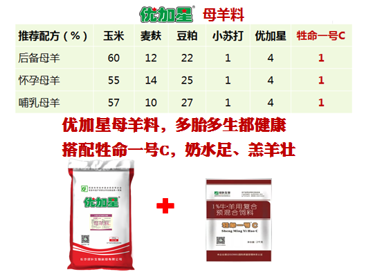 母羊这样养，健羔多羔奶水好！